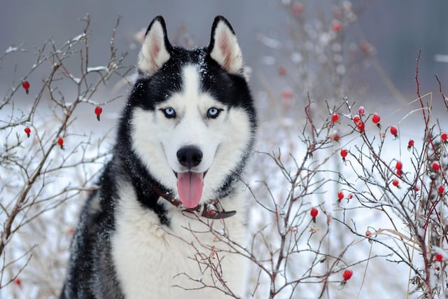 The popularity of Siberian Huskies soared when the television series Game of Thrones was released - even though no Huskies were actually used in the programme. People were buying them because they look like the fictional direwolf creatures, leading several cast members to warn viewers against buying a Husky without researching the breed first.