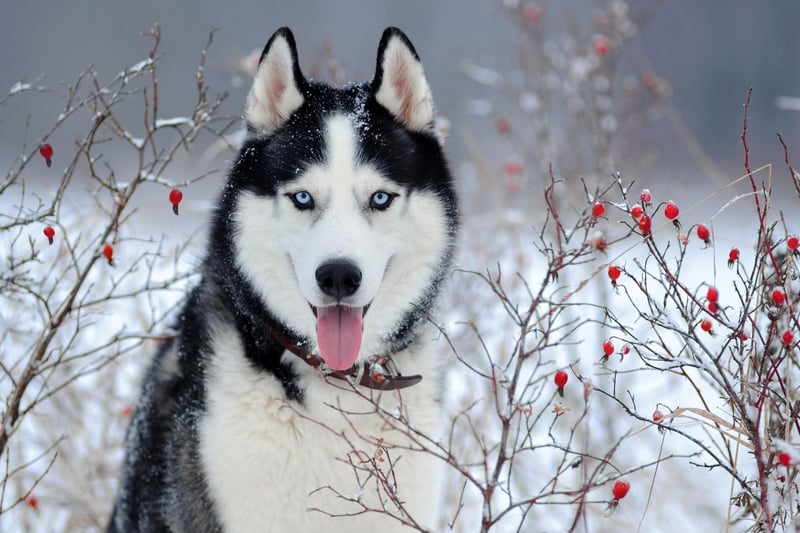 The popularity of Siberian Huskies soared when the television series Game of Thrones was released - even though no Huskies were actually used in the programme. People were buying them because they look like the fictional direwolf creatures, leading several cast members to warn viewers against buying a Husky without researching the breed first.