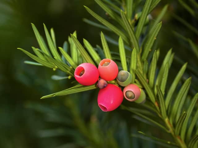 Yew tree berries are being removed at Dalkeith Country Park