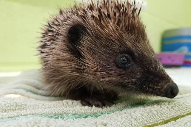 Last year, the welfare charity’s National Wildlife Rescue Centre cared for 2,245 hedgehogs - a record number - and 1,000 of those arrived between September and November. Pic: SSPCA