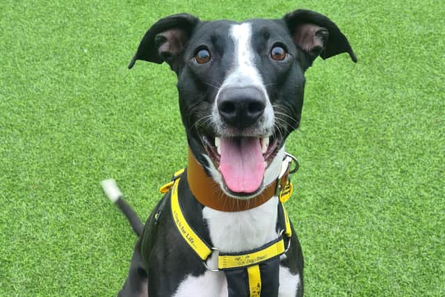 Edinburgh rescue dog Oreo the lurcher is waiting for her perfect match at Dogs Trust West Calder