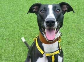 Edinburgh rescue dog Oreo the lurcher is waiting for her perfect match at Dogs Trust West Calder