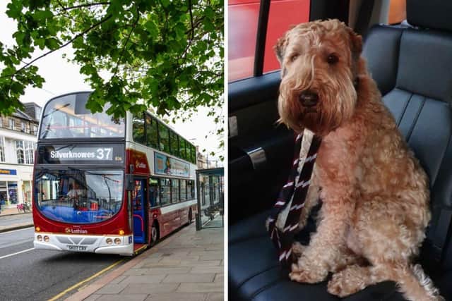 The dog is thought to have jumped onto Service 10 in the Craiglockhart area of Edinburgh at around 4:20pm.
