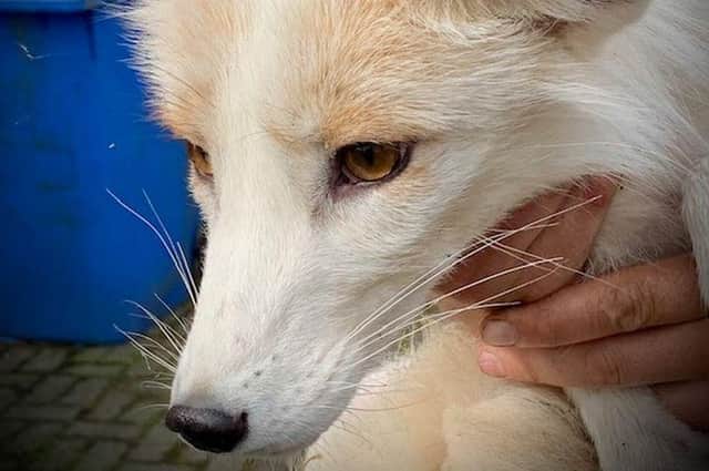 The 'terrifying animal' was a tame white fox
