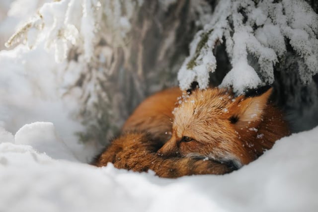 A young cub takes shelter from the frosty winter snow to have an afternoon nap in Gorczanski National Park in Poland, captured by Grzegroz Bukalski