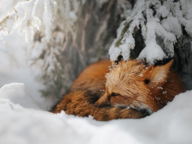 A young cub takes shelter from the frosty winter snow to have an afternoon nap in Gorczanski National Park in Poland, captured by Grzegroz Bukalski