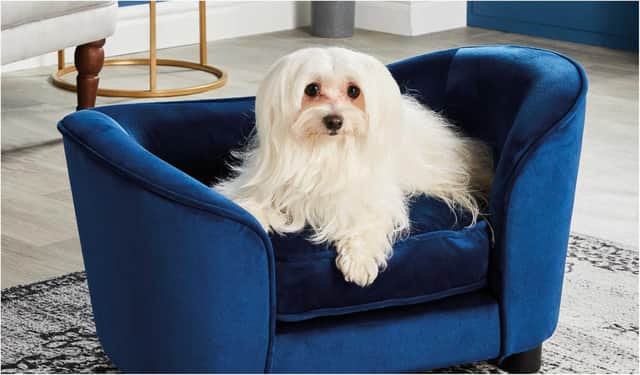 Aldi is selling luxury pet sofas for £39.99. Photo: Aldi.