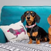 Scottish family-owned brand, Stocky & Dee, has announced its most successful year to date following a surge in pet ownership and 50 per cent growth in turnover.