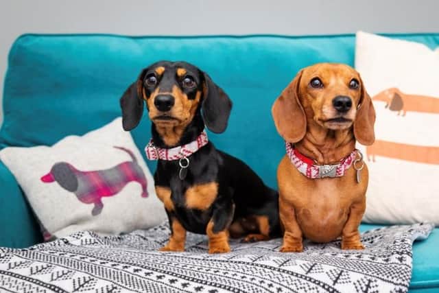 Scottish family-owned brand, Stocky & Dee, has announced its most successful year to date following a surge in pet ownership and 50 per cent growth in turnover.