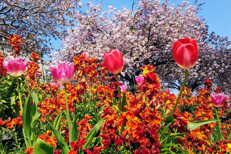 Princes Street Gardens is bursting with colour and brightness as its cherry tree blossoms are joined by a cornucopia of fresh spring flowers. (Credit: Lisa Stewart)