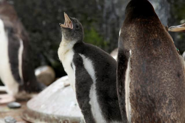 Just one of Edinburgh Zoo’s world-famous gentoo penguins has been allowed to pick a partner and have chicks this year after the attraction was forced to all but abandon its annual breeding programme.