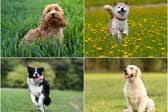 These are the most popular dog breeds in different parts of the world