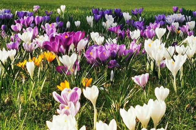 These 12 gorgeous pictures show that spring has almost sprung in Edinburgh.