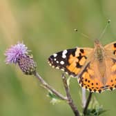 Conservationists said an unseasonably cold and wet spring had hit butterflies hard, which is why the Big Butterfly Count 2021 is important (Shutterstock)