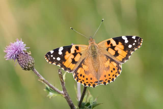 Conservationists said an unseasonably cold and wet spring had hit butterflies hard, which is why the Big Butterfly Count 2021 is important (Shutterstock)
