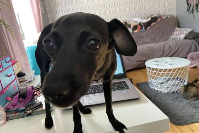 Kerry said she found working at home during the coronavirus lockdown a big challenge. Thanks to this photo of mischievous Lola, we can see why!