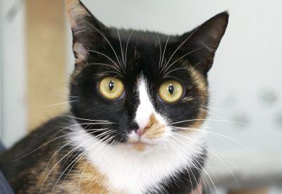 Can you give Pumpkin a home? The female  domestic shorthair is a year old. Pumpkin came in to RSPCA care having been found with her litter of kittens. Now that they have been weaned and re-homed she is ready for spaying and re-homing herself. Having been straying previously Pumpkin is quite nervous and will need an experienced cat owner giving her lots of time to settle. Pumpkin has a sweet, yet independent nature and really deserves somewhere to call home.I may live with cats
She  cannot live in a home with dogs and would prefer a quiet home and environment. To adopt Pumpkin visit: https://rspca-radcliffe.org.uk/animal/pumpkin/