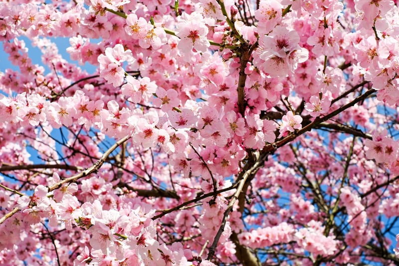 It may not be as famous as Japan, but Scotland enjoys a fairly impressive display of cherry blossom - from Kelvingrove Park in Glasgow to The Meadows in Edinburgh - with the colourful pink flowers starting to emerge by the end of March, depending on temperatures.