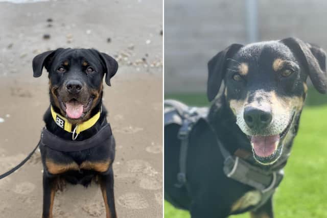 Could you be the one to give Milo or Tommy a second chance? Photo: Edinburgh Dog and Cat Home.