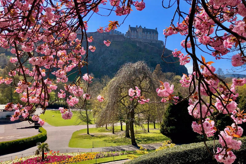 A picture postcard of the beauty Edinburgh has on offer this springtime as Cherry blossoms frame views of the Castle. (credit: Sandra Beattie)