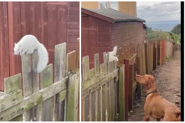 A rare albino squirrel has been spotted scampering around in Gullane, East Lothian. Photos: Dominic Kelly