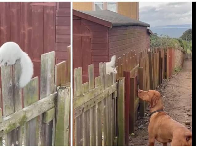 A rare albino squirrel has been spotted scampering around in Gullane, East Lothian. Photos: Dominic Kelly