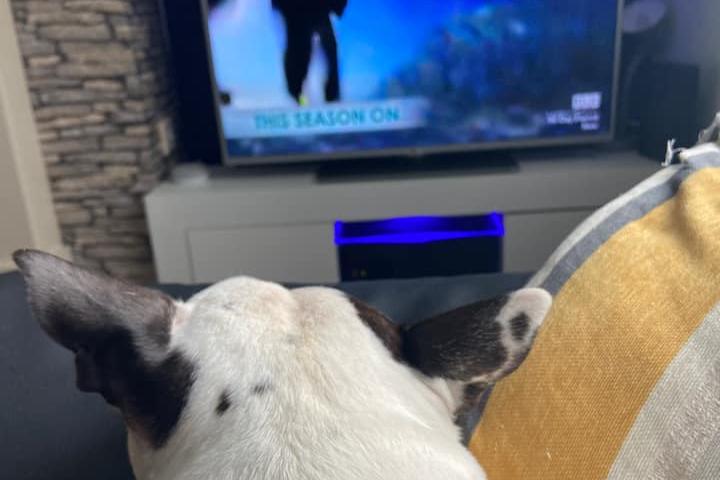 Now this is brilliant. Dog watching 90 day fiancé.