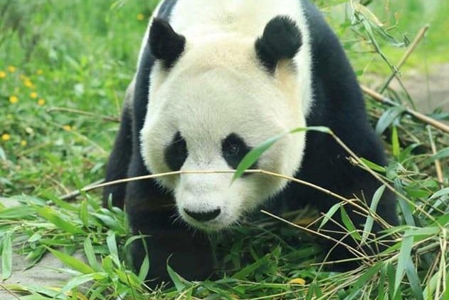 Edinburgh Zoo's two giant pandas, Tian Tian and Yang Guang, will be returned to China this year, but in the 10 years they've been in the Capital most locals will have been to see them at least once.