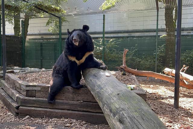 Five Sisters Zoo in West Lothian will this weekend host a 5k fun-run to support the rescue of Yampil the bear from Ukraine.