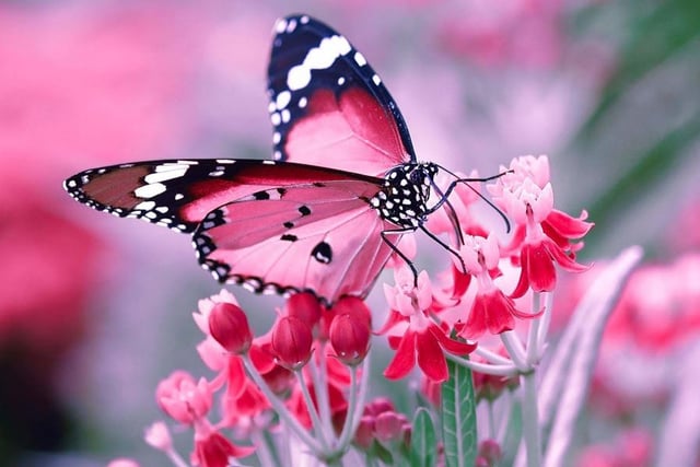 A beautifully coloured butterfly lands on flowers creating a very pink scene, taken by Yogyata Verma in Rajasthan, India
