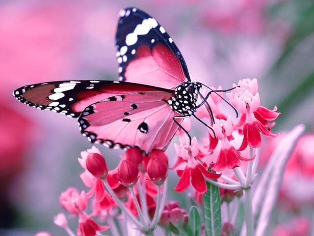 A beautifully coloured butterfly lands on flowers creating a very pink scene, taken by Yogyata Verma in Rajasthan, India