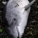 The dead porpoise was spotted 400 yards east of Carriden Boatyard in Bo'ness by a local resident (Photo: Graham Thom).