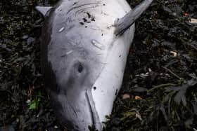 The dead porpoise was spotted 400 yards east of Carriden Boatyard in Bo'ness by a local resident (Photo: Graham Thom).