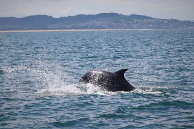 Surveys of the dolphins have been carried out between May and September each year since 1989 by the Sea Mammal Research Unit