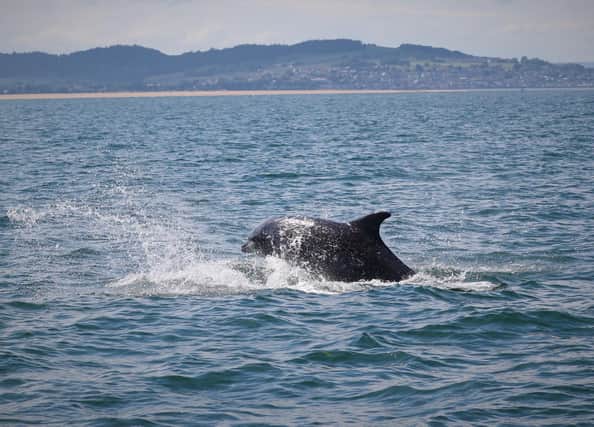 Surveys of the dolphins have been carried out between May and September each year since 1989 by the Sea Mammal Research Unit