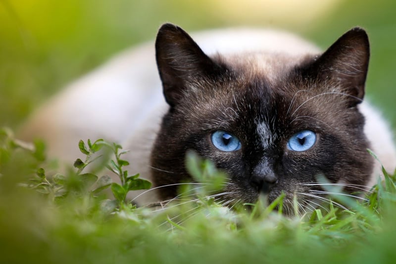 The Siamese cat is liable to become very attached to its owner and will meow for their attention when they want it - which is likely to be most of the time. Known as the  “quintessential people cat” they can still be suspicious of strangers.