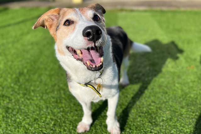 Anna the rescue terrier at Dogs Trust West Calder is looking for her new forever home