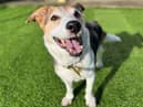 Anna the rescue terrier at Dogs Trust West Calder is looking for her new forever home