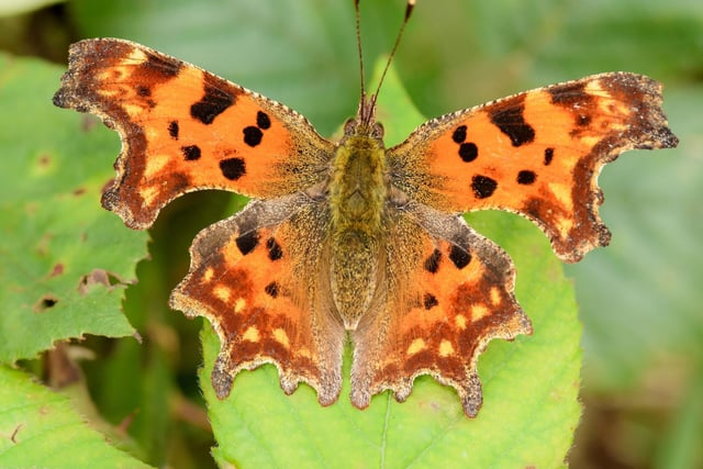 The Comma butterfly is easily identified by it's ususually-shaped wings - which make for perfect camouflage against a backdrop of dried leaves. The insect was thought to be extinct in Scotland for many years but there have been increasing sightings in recent times, with experts thinking that they are now breeding north of the border. In July the butterflies are laying their eggs on nettles for the first of two broods of the year.