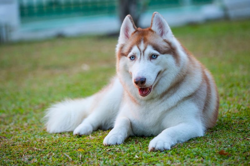 Everest, a character in the hugely-popular animated series PAW Patrol, is a Siberian Husky.