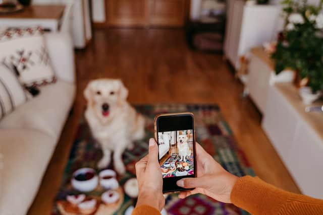 A few simple tips can help you get great pictures of your dog using just a mobile phone camera.