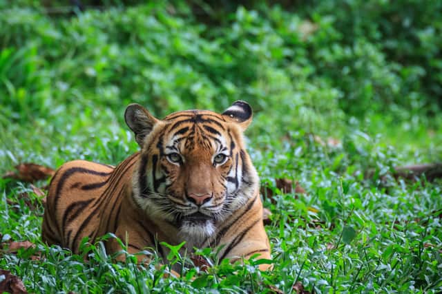 A Malayan tiger has tested positive for Covid-19 in New York