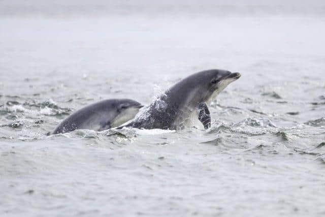 Pod of dolphins spotted off Musselburgh coast