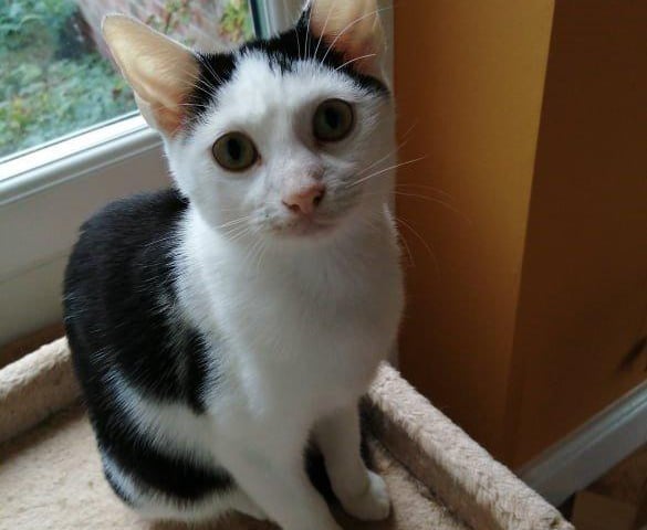 Frizzle and Dumbledore are very gentle and love playing with toys, especially ping pong balls.