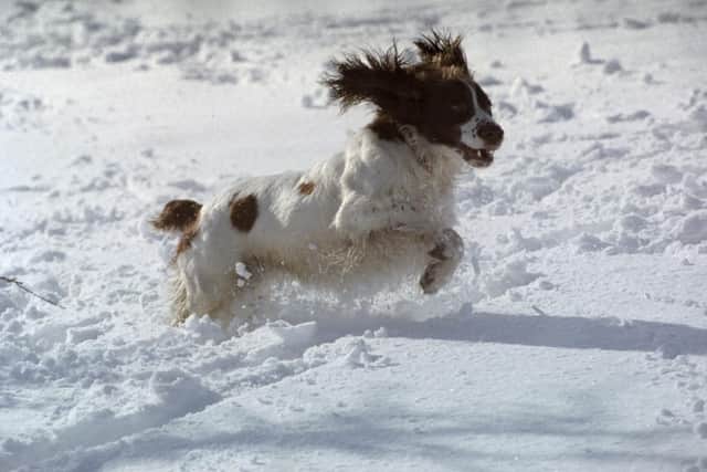 Springer Spaniel Spodge enjoying the snow: the breed has an average life expectancy of 11.92 years.