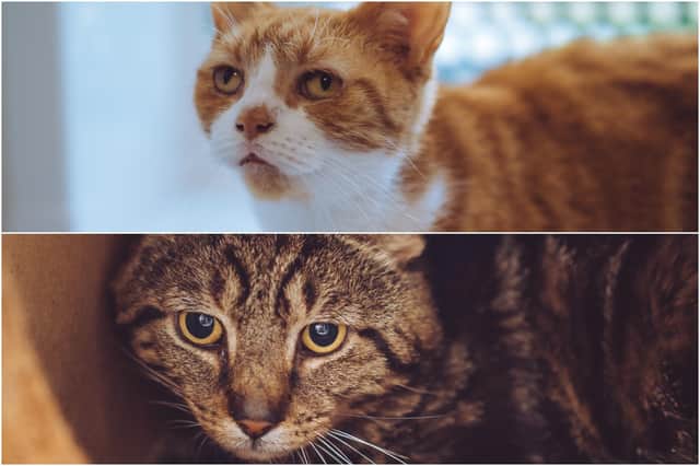 Boy and Giles are among the nine cats at Chesterfield RSPCA animal care centre that are looking for new homes.
