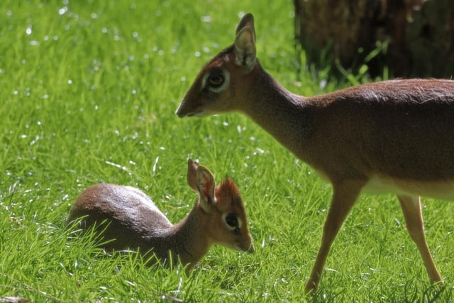 This newborn calf named Petal was another recent arrival at Edinburgh Zoo. The tiny baby Kirk’s dik-dik can be seen exploring the African Aviary enclosure alongside her mother Noodle..