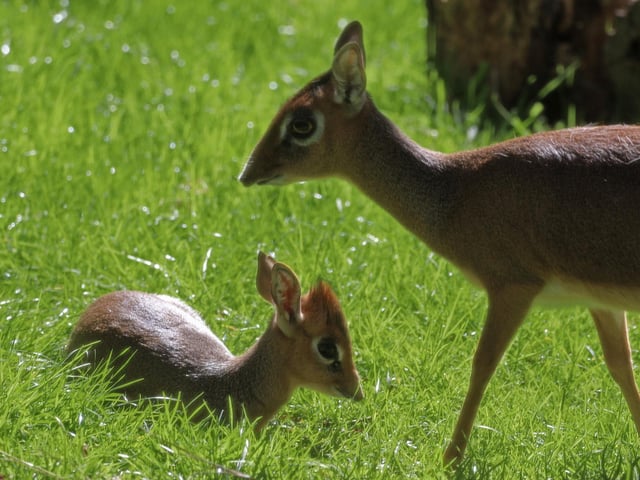 This newborn calf named Petal was another recent arrival at Edinburgh Zoo. The tiny baby Kirk’s dik-dik can be seen exploring the African Aviary enclosure alongside her mother Noodle..