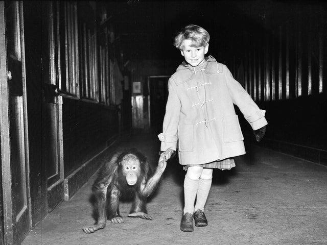 Jon Whiteley, Scottish child actor, here with an orangutan at Edinburgh Zoo in 1954