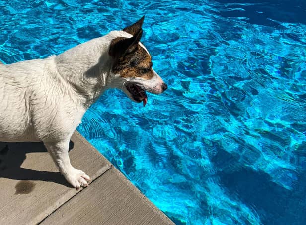 It's important to make sure your four-legged friend stays safe and cool over the summer.